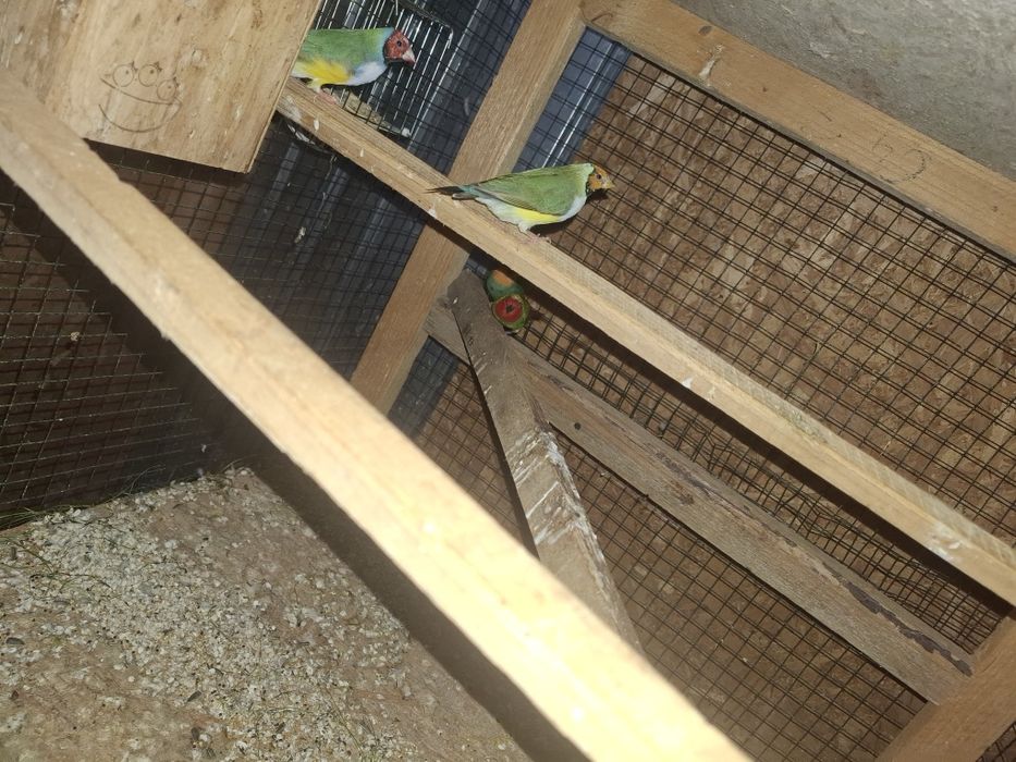 Guld amandine canarii turturele