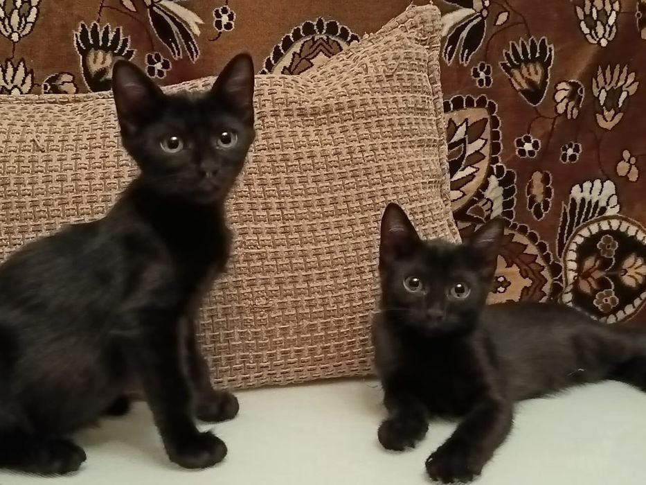 Отдам бесплатно котят
