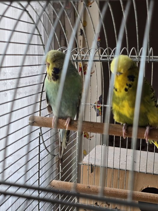 Perusi semi standard