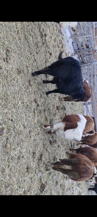 Бычок ,откорм сатылады