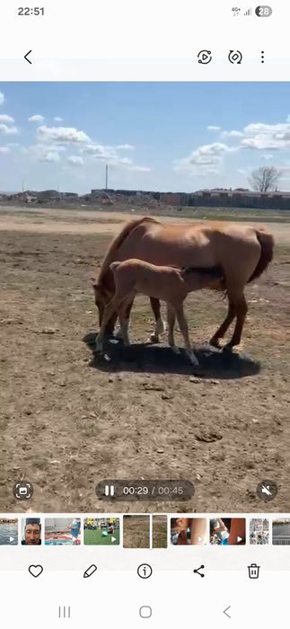 Продам кобыла 3 срочно