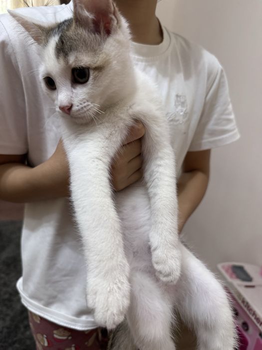 Отдам даром котёнка