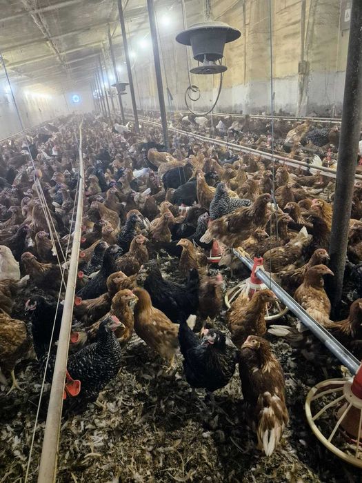 Puicuțe ouătoare – 17 săptămâni – aproape de ouat