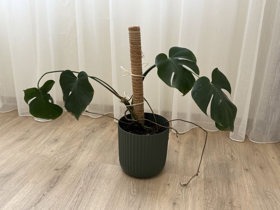 Монстера Делициоса Monstera Deliciosa