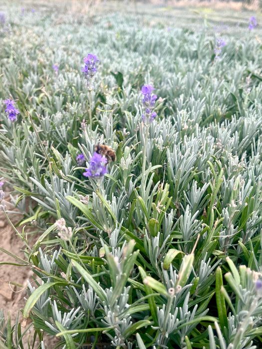 Разсад Лавандула  Лавандулов разсад