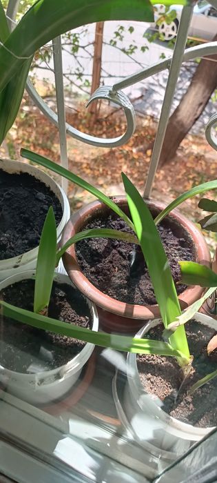 Продам Амариллис