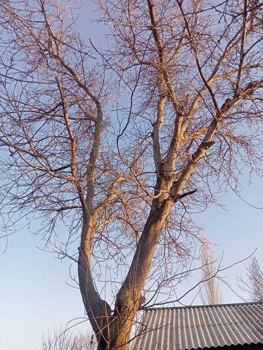 Орех дерево продается