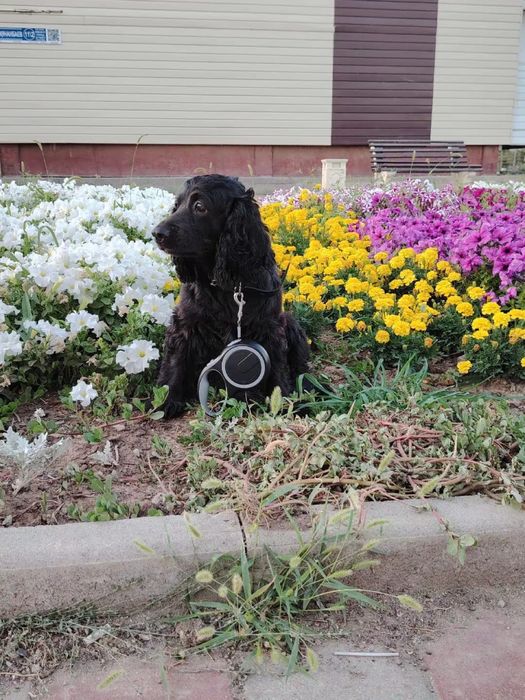 Пропала собака кокер спаниель