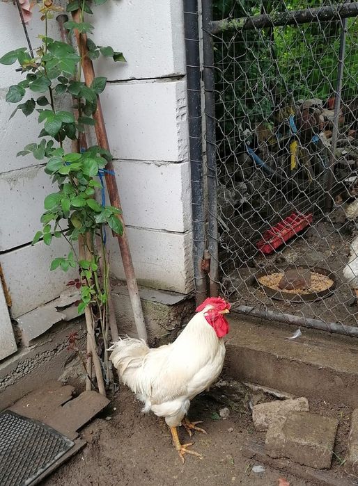 Cocoși de 1 an de vânzare
