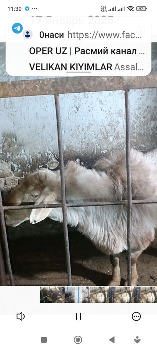 Кой  койлар баран сотилади