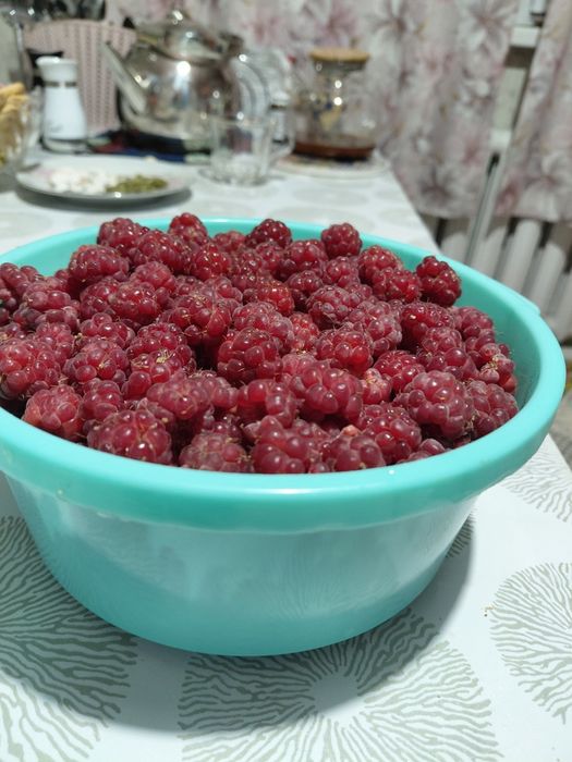 Малина домашняя свежесобранная