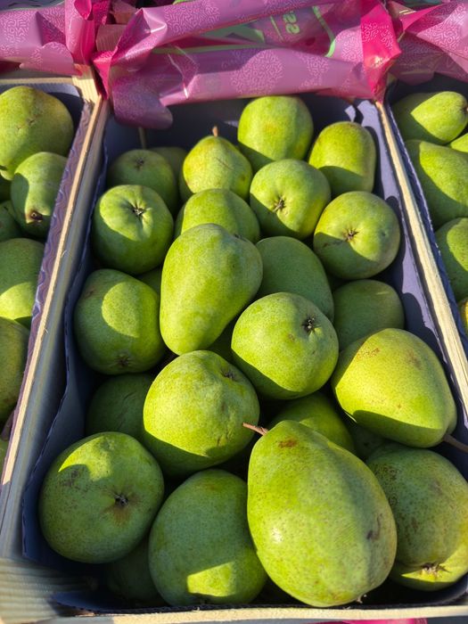 Pere lucas import Olanda 2025