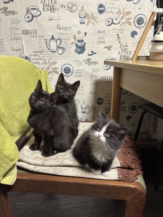 Котята в добрые руки