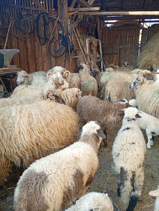 Oi, cârlani, berbec și capre