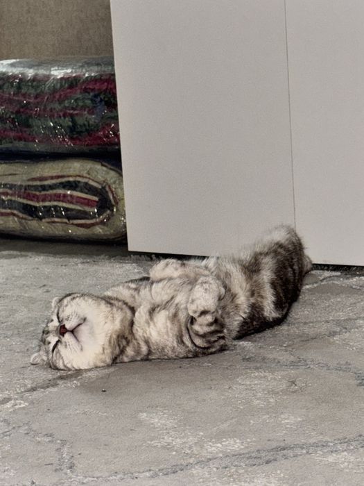 Отдам кота в хорошие руки