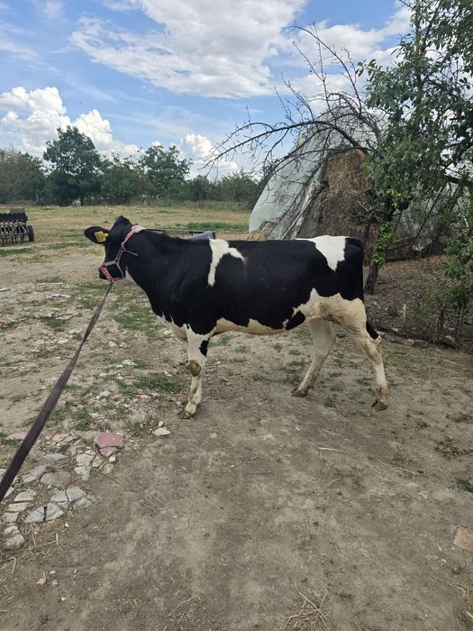 Vitea holstein friza