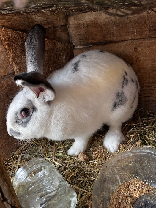 продам 5 кролов мальчиков