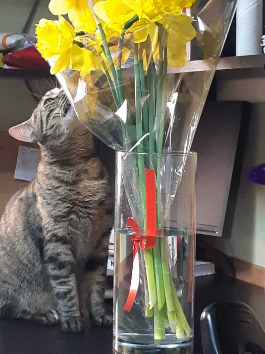 ANUNT IMPORTANT: se cauta stapan pentru o pisica cu personalitate mare