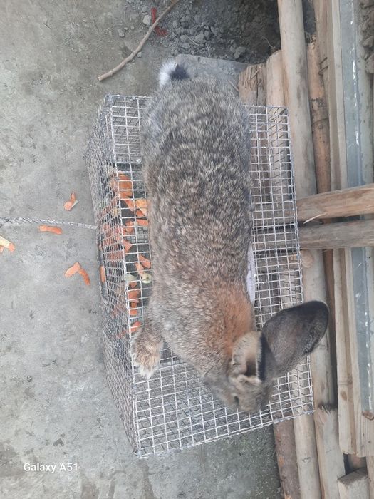 Quyon vilikan toza zoti