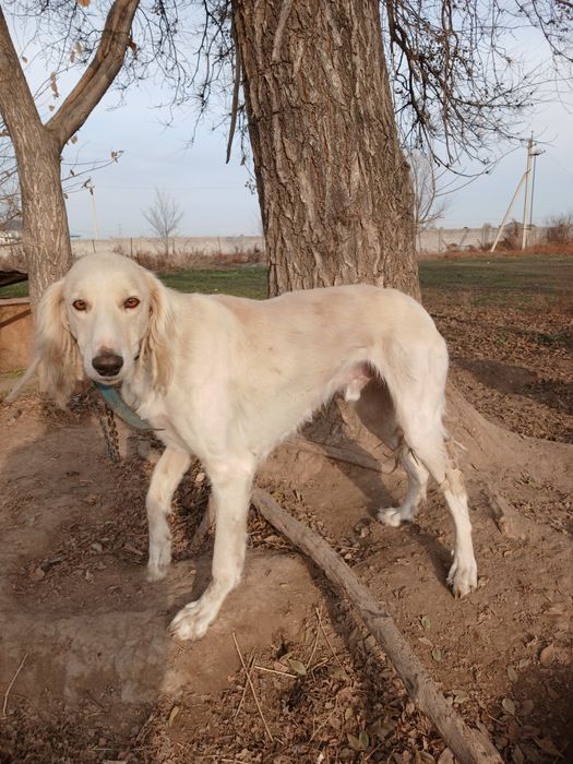 Тазы  гарантия 100%