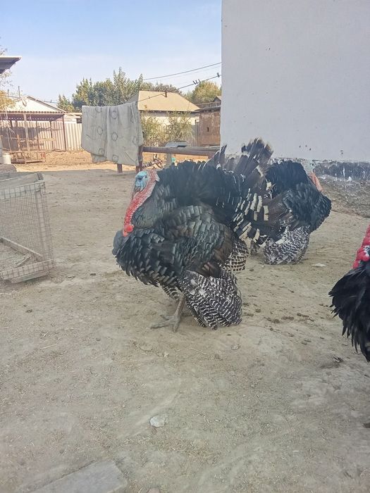 Гибрид индюк 20минг мекендер