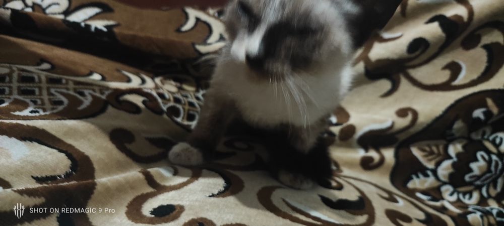 Отдам котенка в хорошие руки