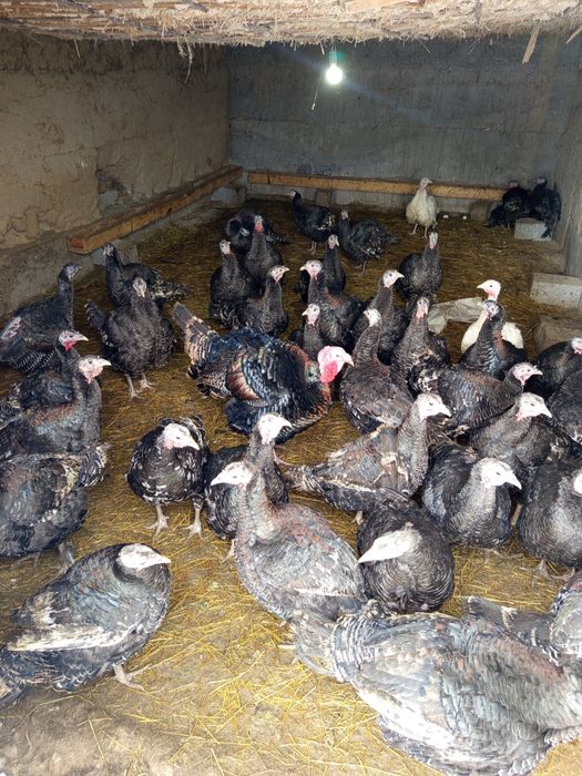 Ундуктер сатылады