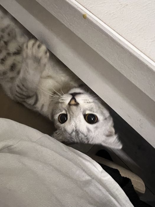 Ищем кота для вязки