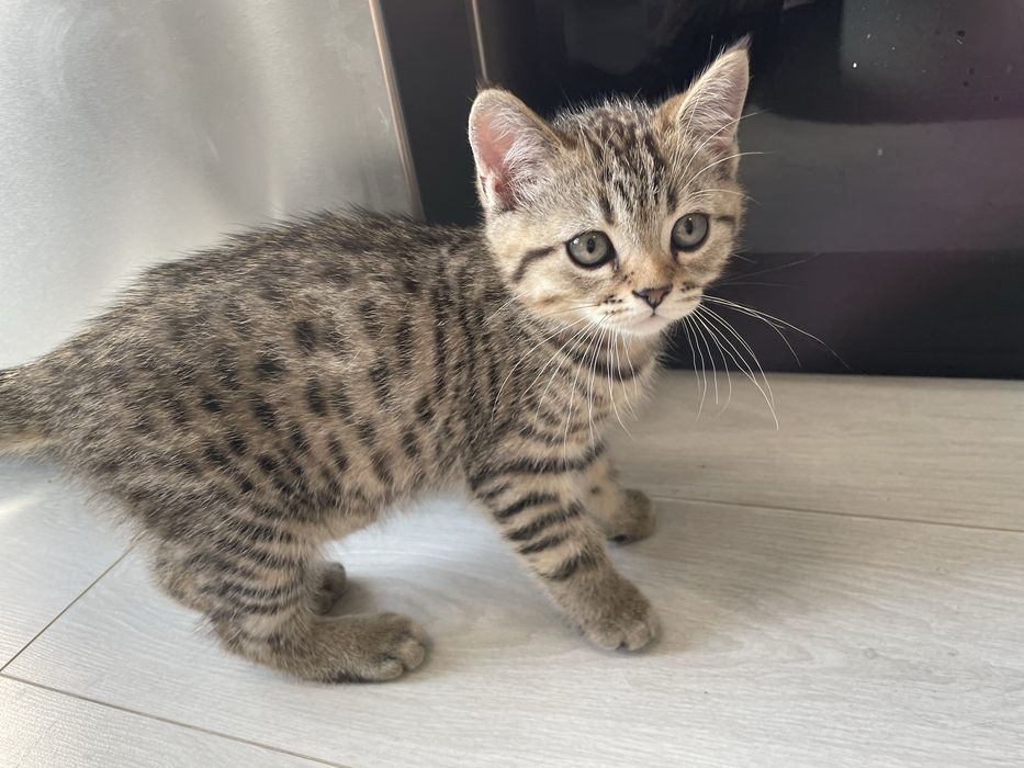 Породисто коте на 2 месеца