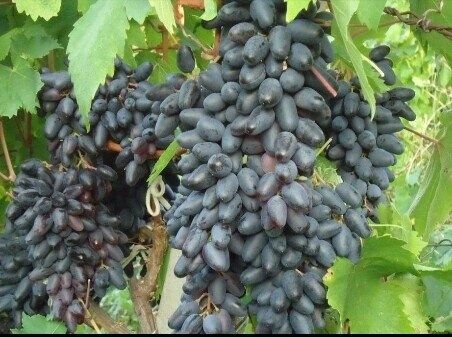 Гигант узуми кучатлари