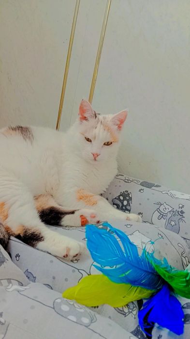 Снежана в ДОБРЫЕ руки