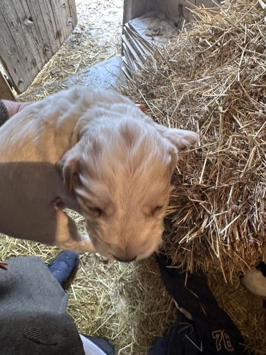 Англиский кокер спаниель охот щенята