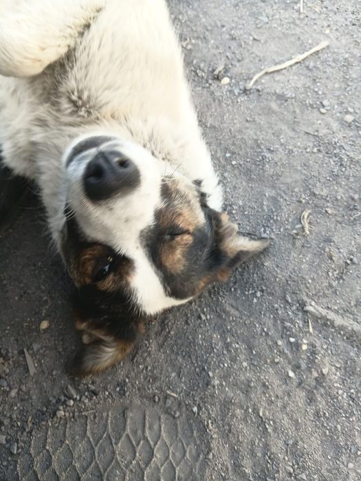 Дарю собачат в добрые надёжные руки