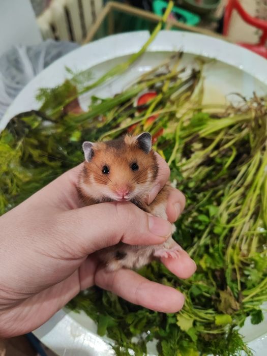 Хомяк сирийскийй