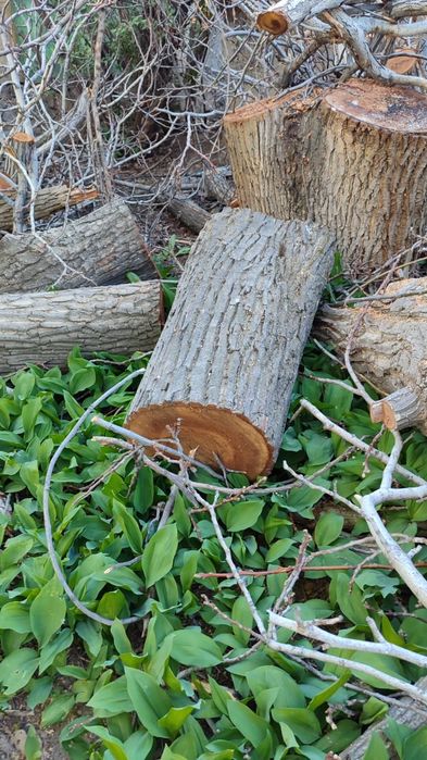 Орех спиленный на дрова