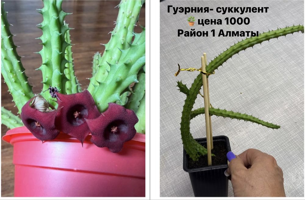 Продам суккуленты