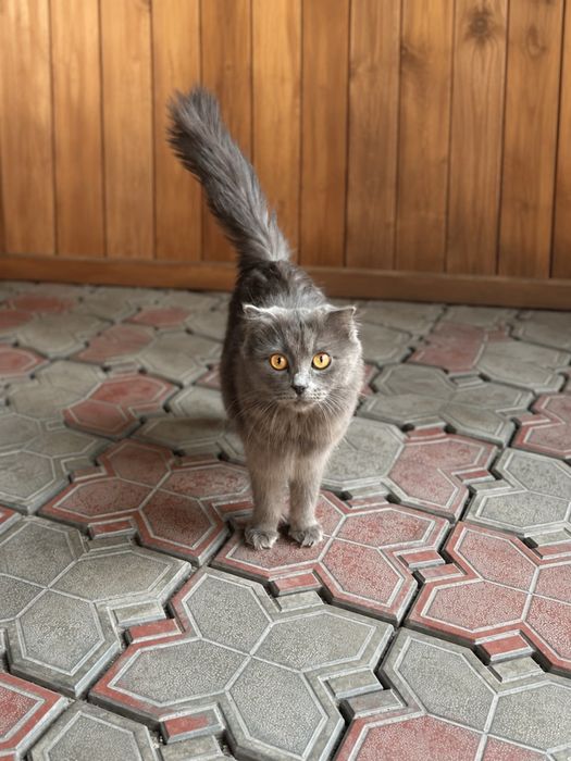Вислоухие котята