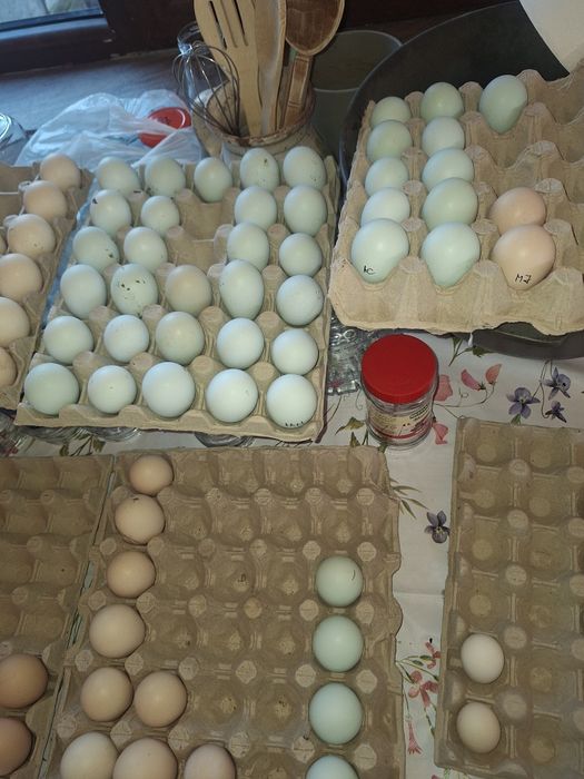 Vând ouă găini araucana