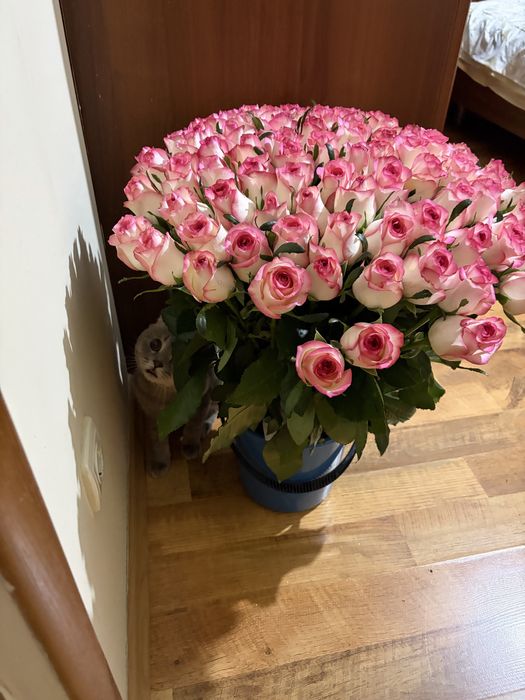 Цветы розы свежие