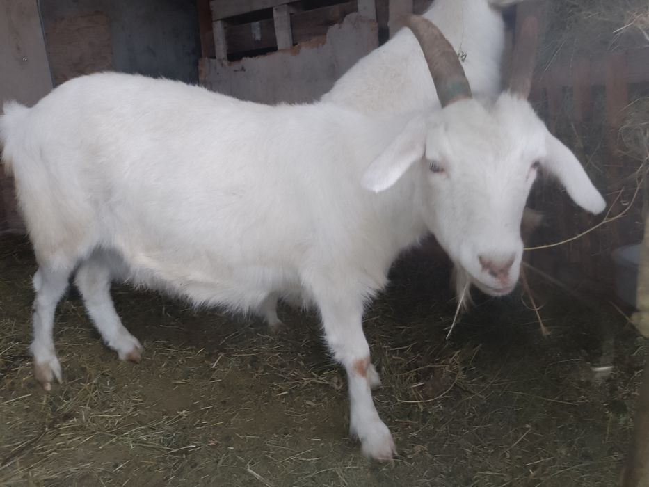 Продам козла и козу