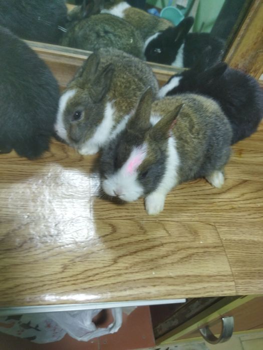 Galland panda quyon bollari sotiladi