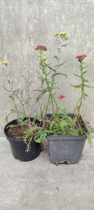 Продажа кустарников и деревьев оптом