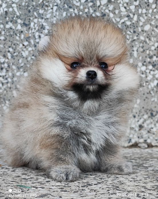 Померан мини момиче