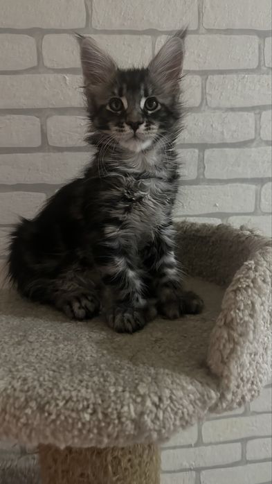 Котики.. Продаются.. С питомника..