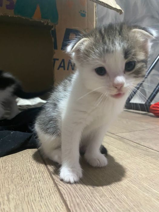 Отдам котят добрые руки