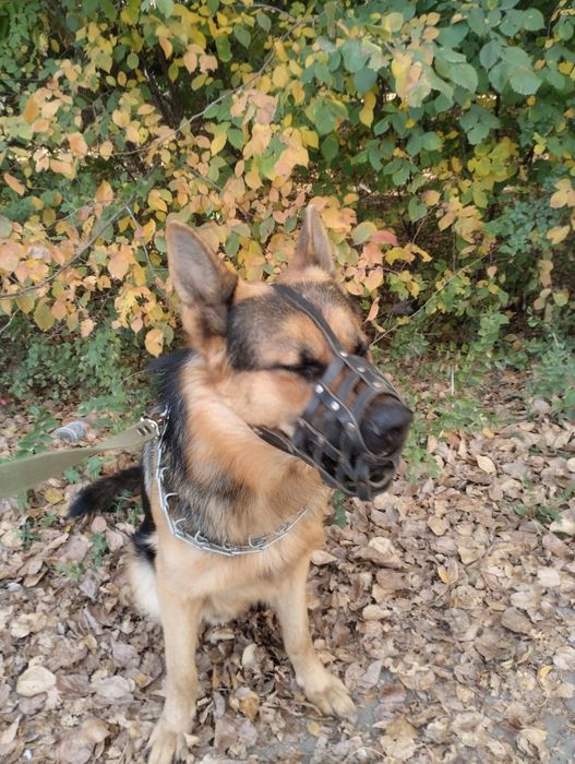 Животные вязка собак