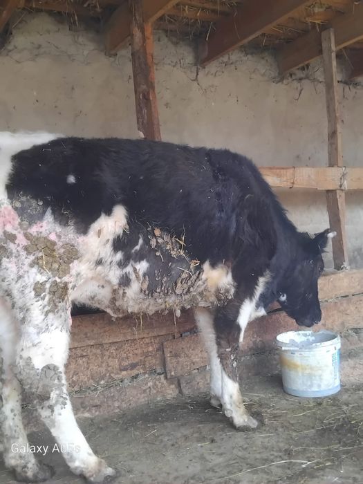 Буаз сиыр сатылады