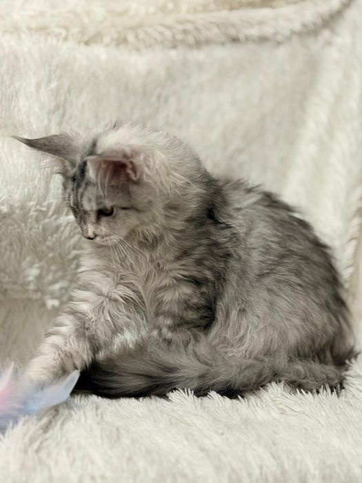 Котята мейнкун. Документы