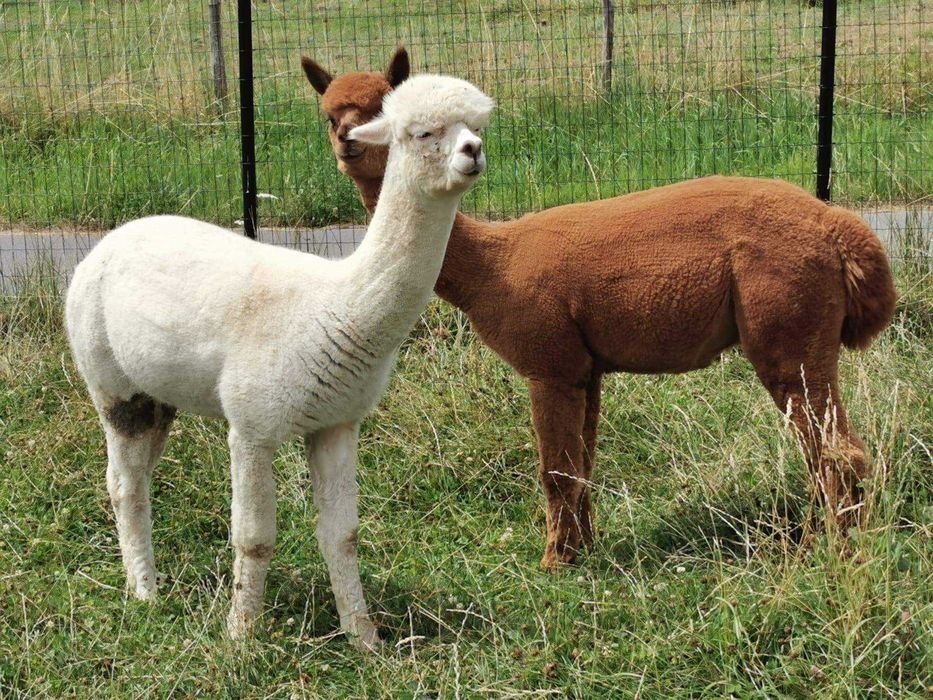 Vând pereche Alpaca