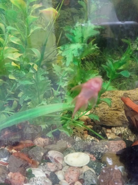 Сомы аквариумные